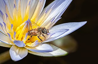 bee