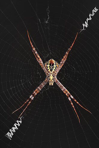 spider
