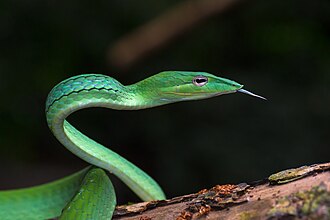 snake