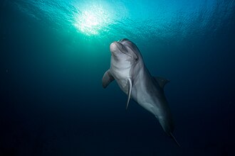 dolphin
