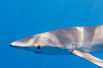 shark