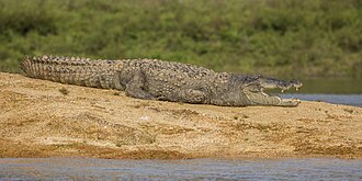 crocodile