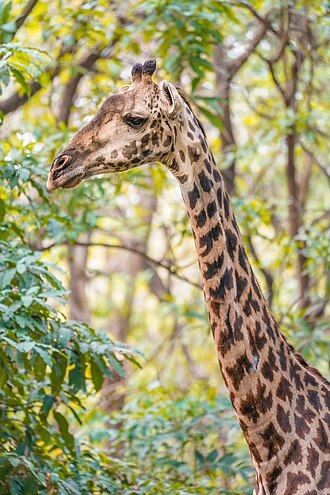 giraffe