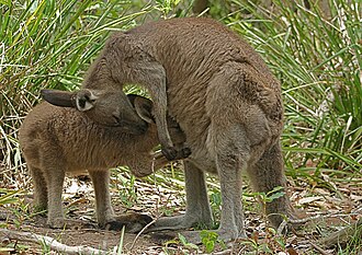 kangaroo
