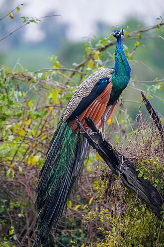 peacock