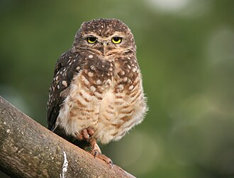 owl