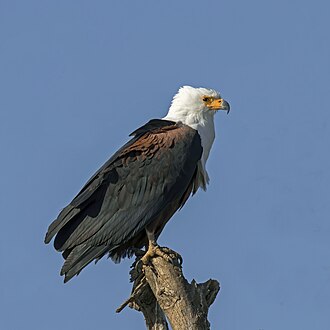 eagle