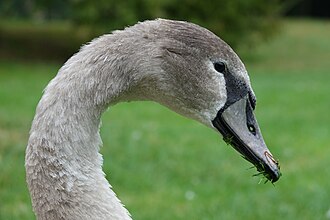 swan