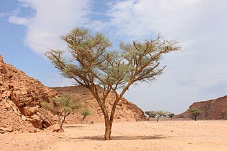 desert