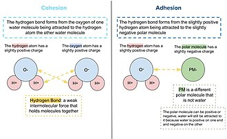adhesion