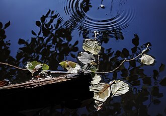 ripple