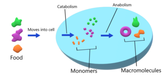 Macromolecule