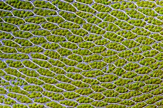 Cell