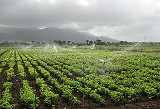 Irrigating