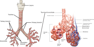 Respiratory